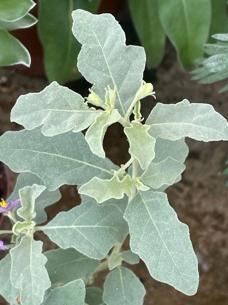 Solanum burchellii — houseplant care guide