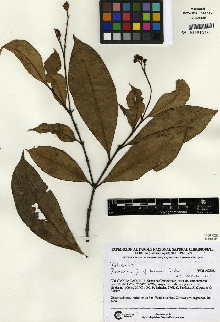 Ravenia biramosa — related species from the same genus