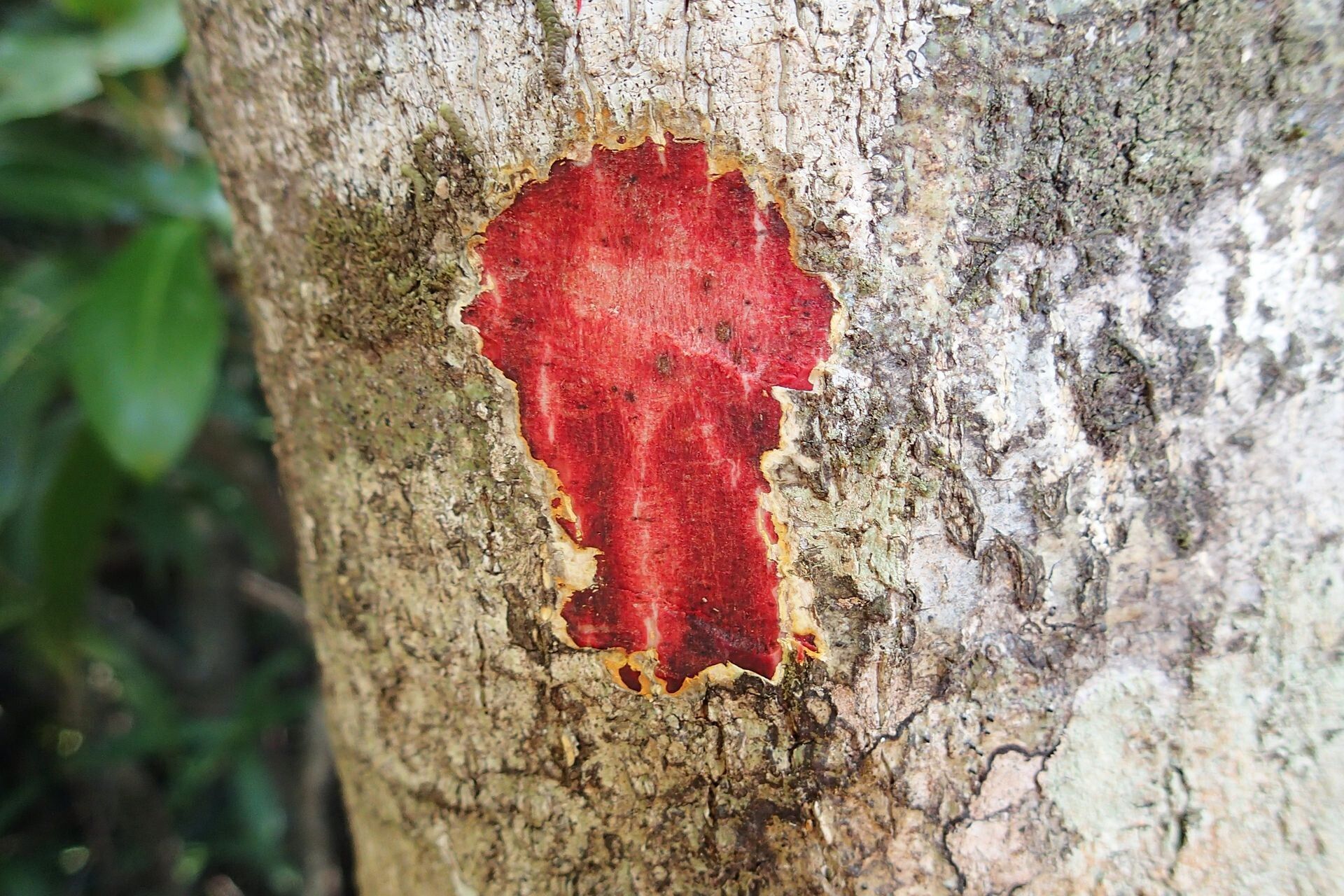Elaeodendron cunninghamii bark