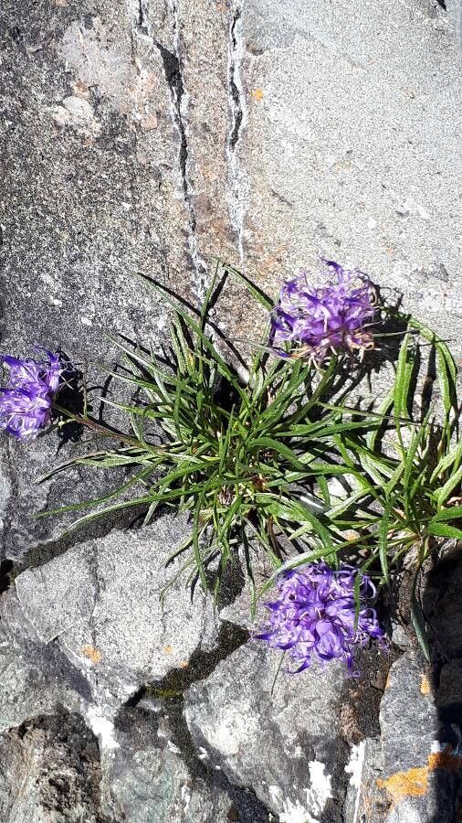 Phyteuma hedraianthifolium — search result for 'Phyteuma'