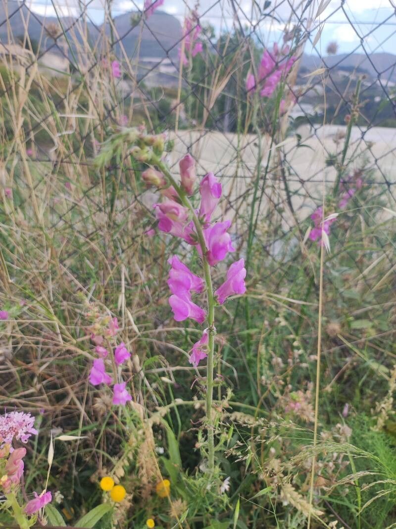 Antirrhinum controversum — search result for 'Antirrhinum'
