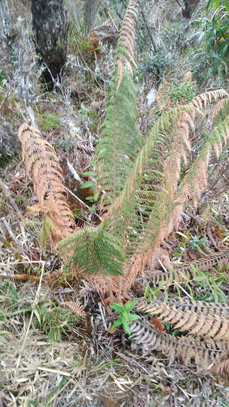 Dicksonia stuebelli — houseplant care guide