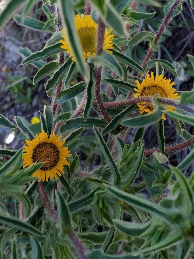 Pallenis spinosa flower