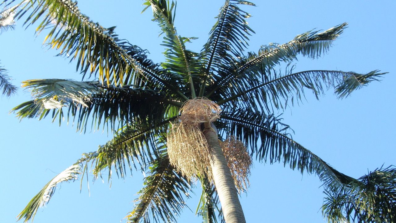 Archontophoenix cunninghamiana — related species from the same genus