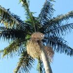 Archontophoenix cunninghamiana