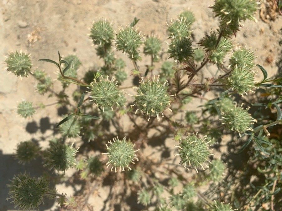 Navarretia heterandra — search result for 'Phlox'