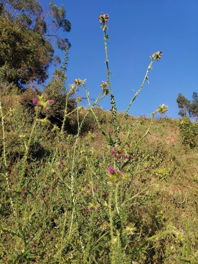 Carduus nyassanus habit