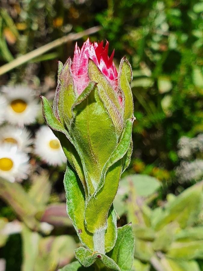 Helichrysum formosissimum other