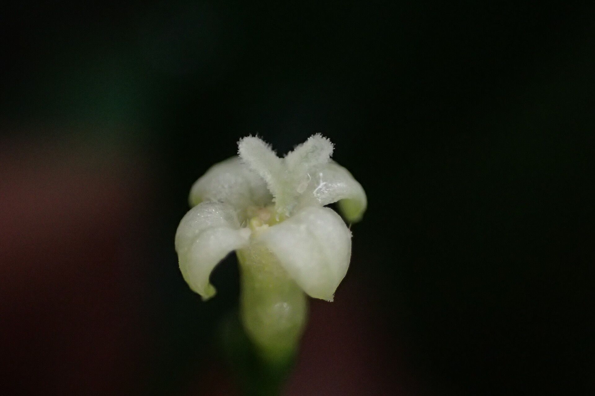 Psychotria champluvierae flower