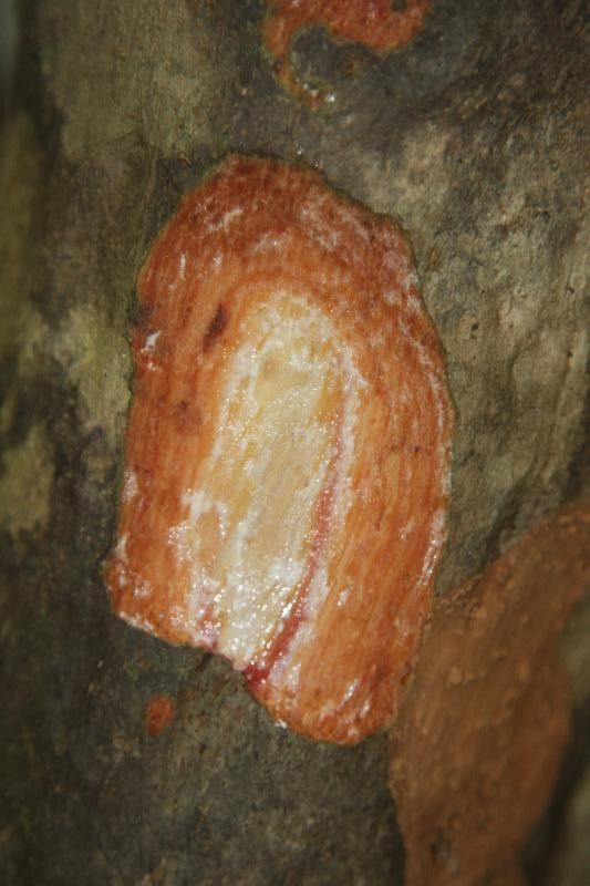 Pradosia huberi other