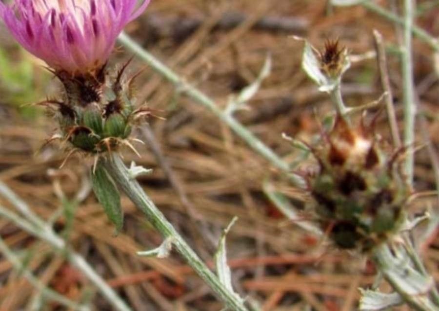 Centaurea × sanctae-barbarae — houseplant care guide