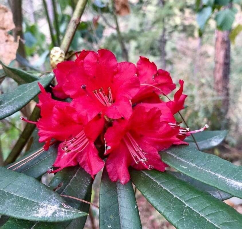 Rhododendron delavayi — search result for 'Bhutan'