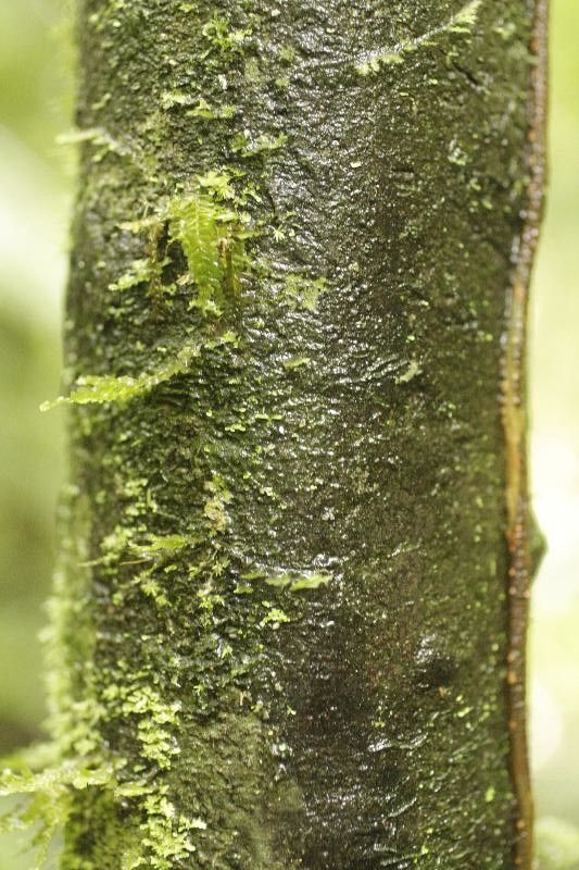 Diospyros cavalcantei — houseplant care guide