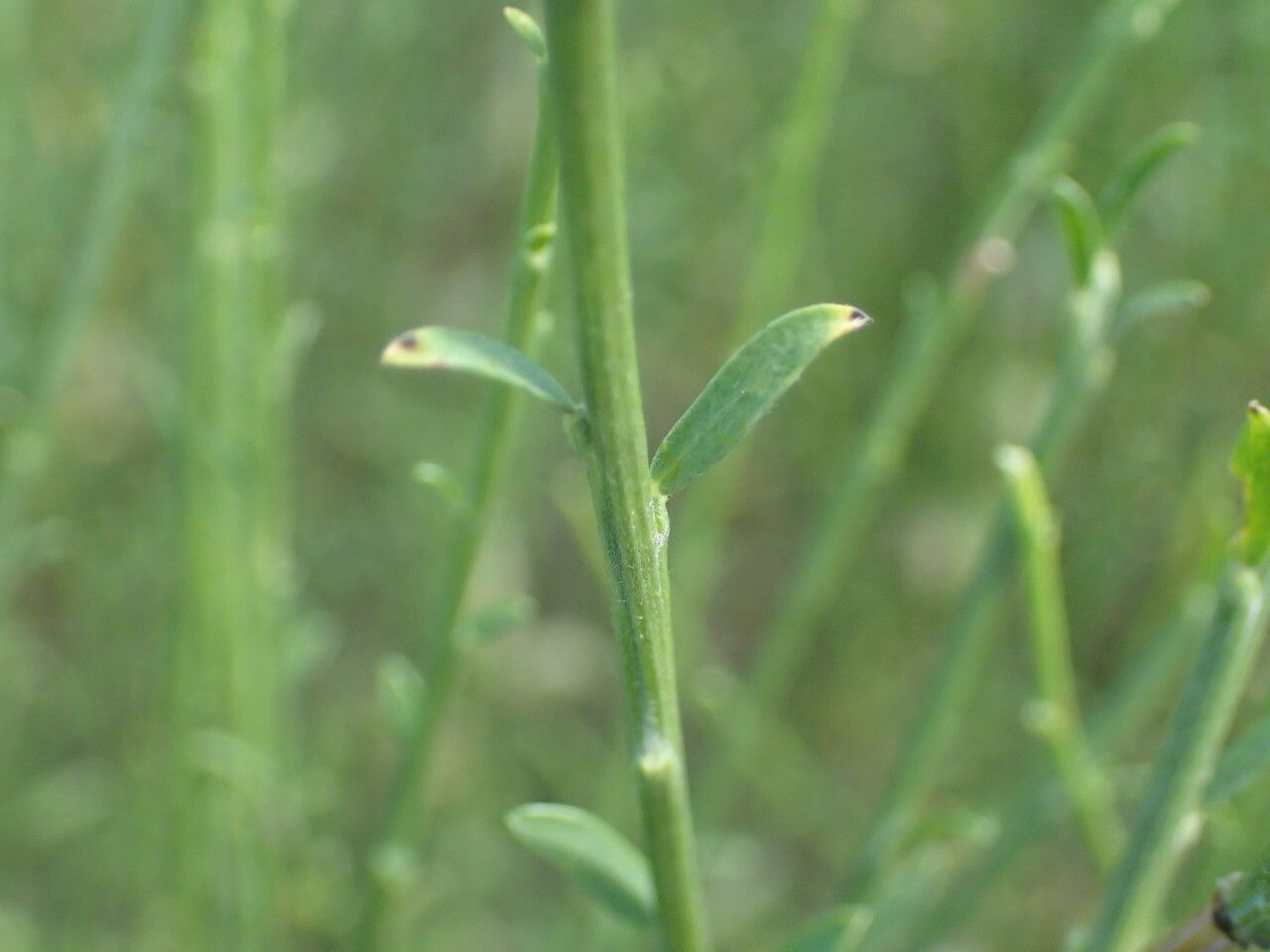 Genista cinerea leaf