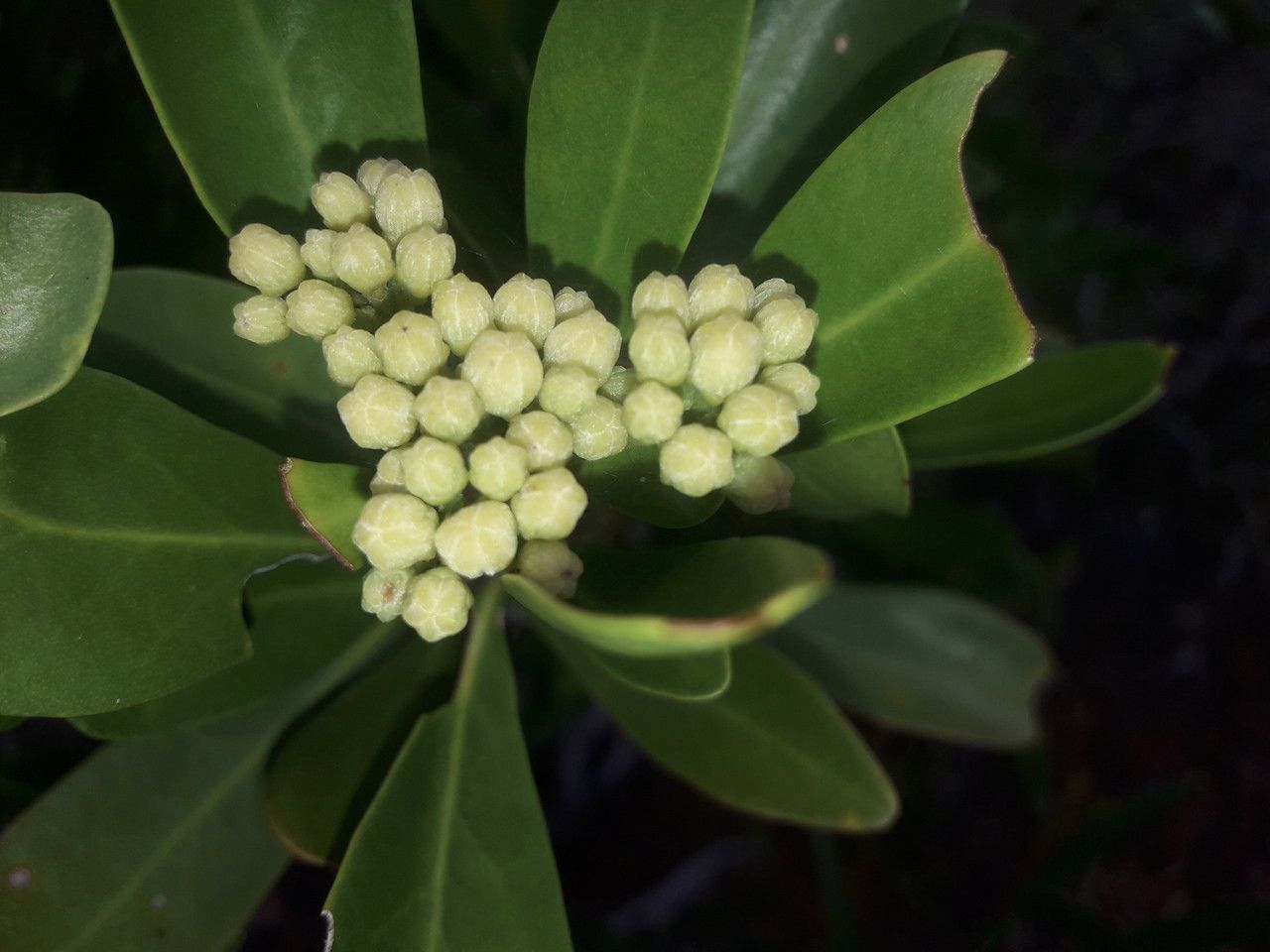 Scaevola erosa flower