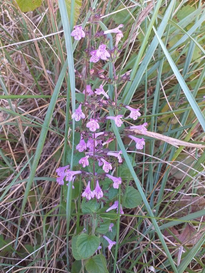 Clinopodium alpinum flower