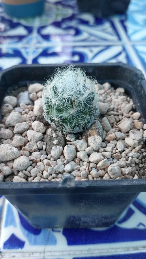 Mammillaria aureilanata — search result for 'Mammillaria'
