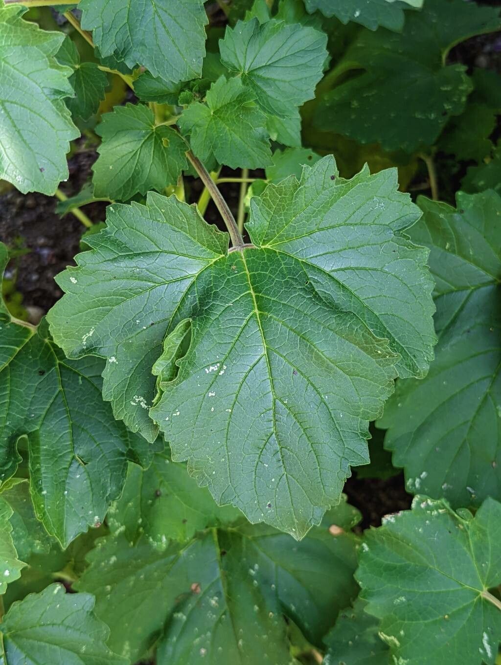 Ceratotheca triloba leaf