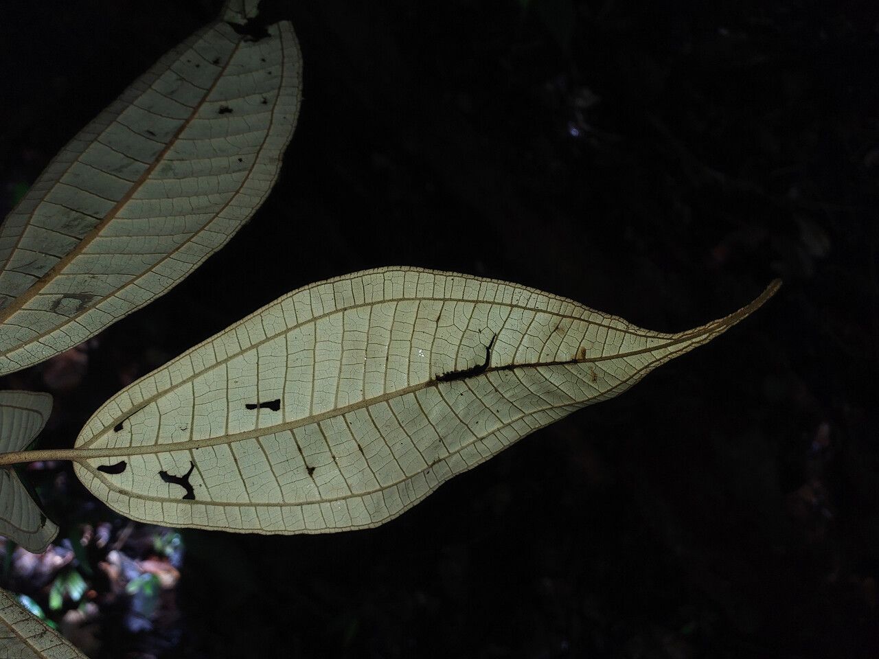 Miconia acuminata leaf