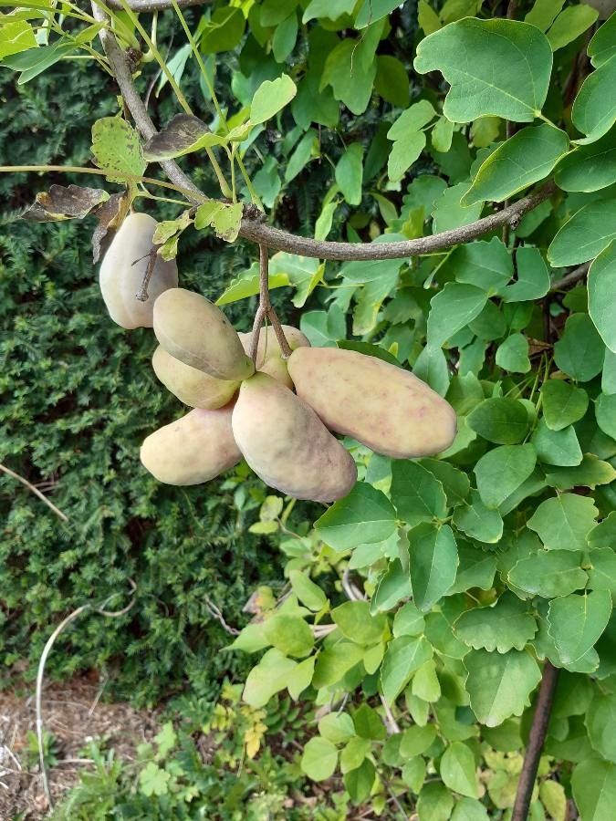 Akebia trifoliata fruit