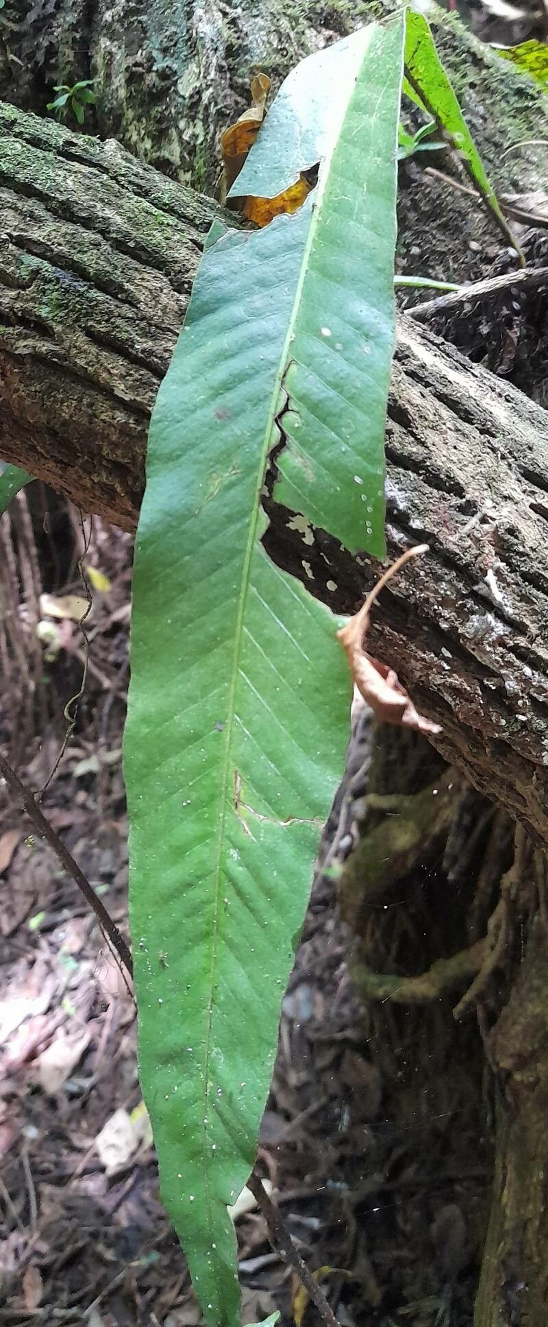 Campyloneurum phyllitidis leaf