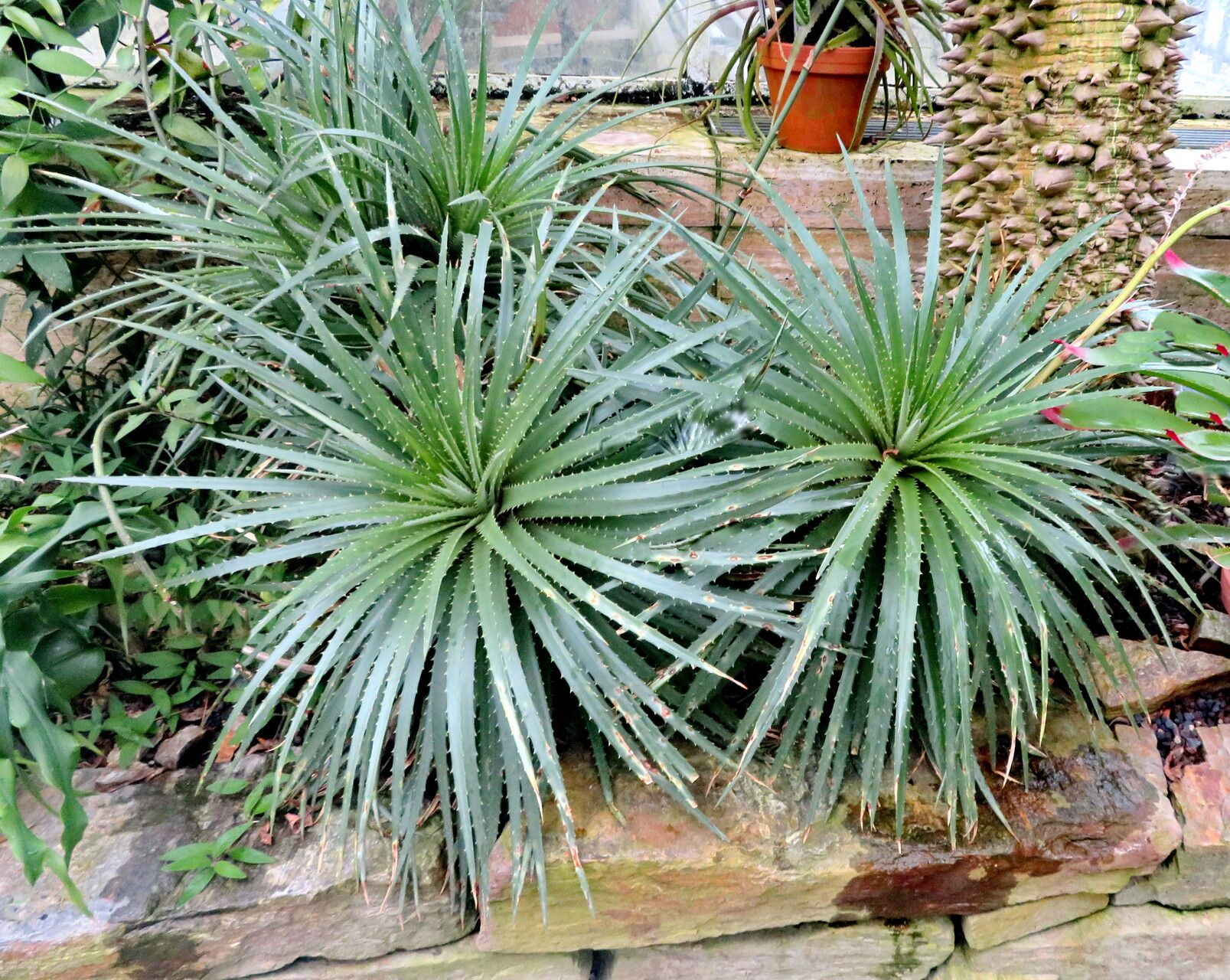 Dyckia hebdingii habit