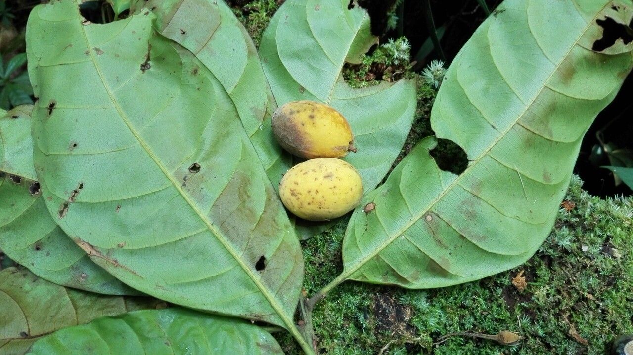 Pouteria durlandii leaf