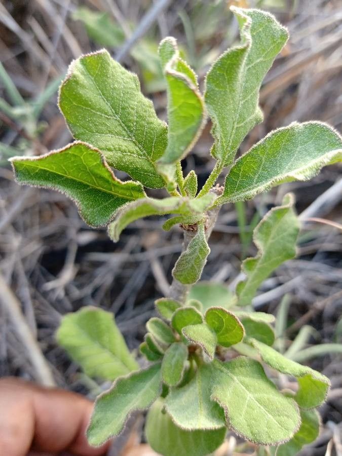 Lannea rivae — search result for 'Lannea'