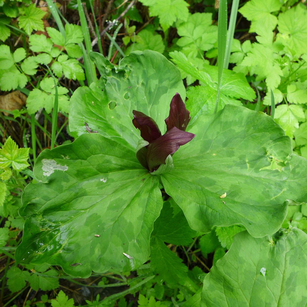 Trillium chloropetalum habit