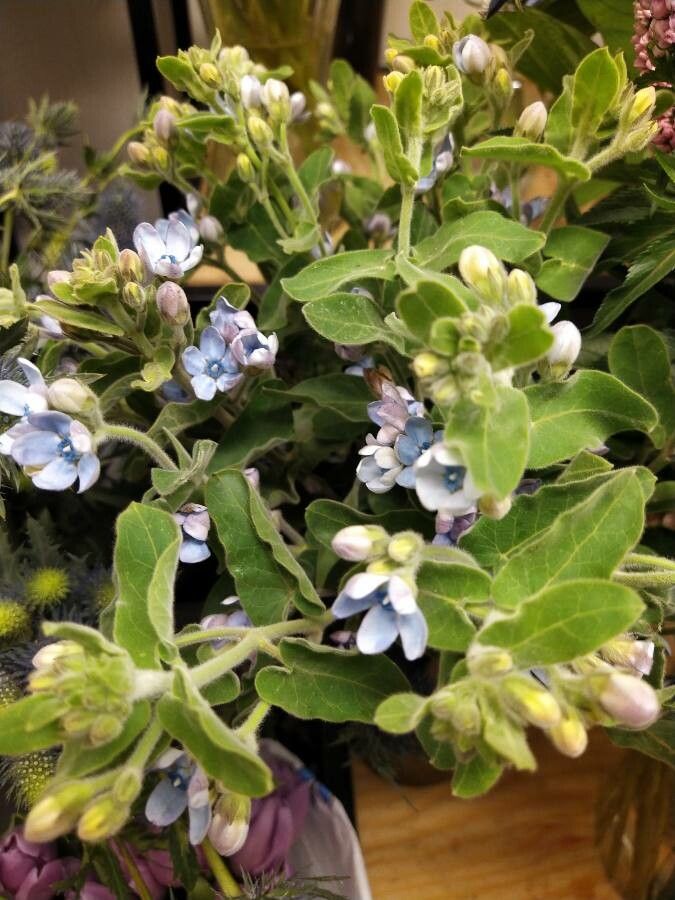 Oxypetalum coeruleum flower