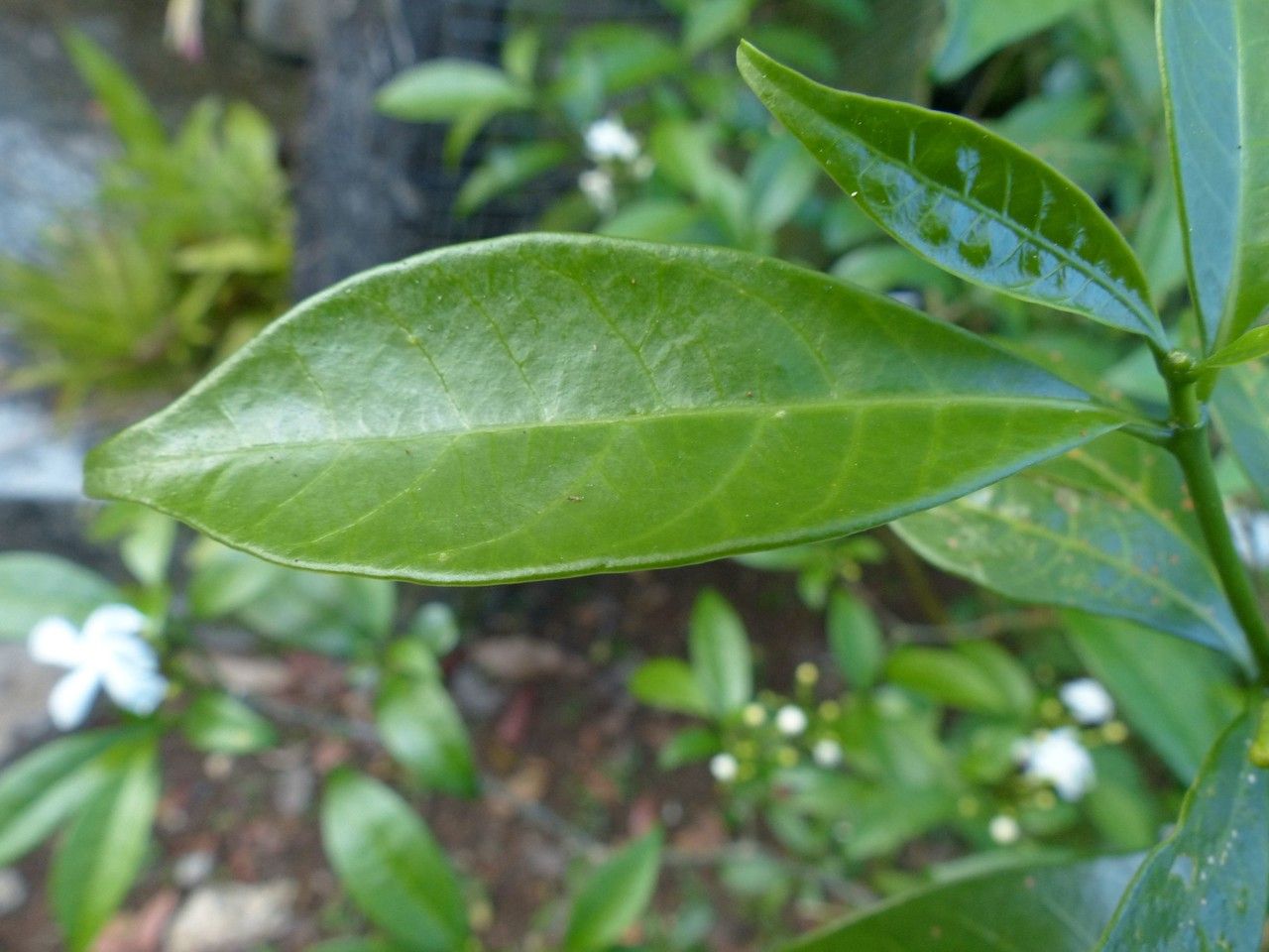 Ervatamia coronaria leaf
