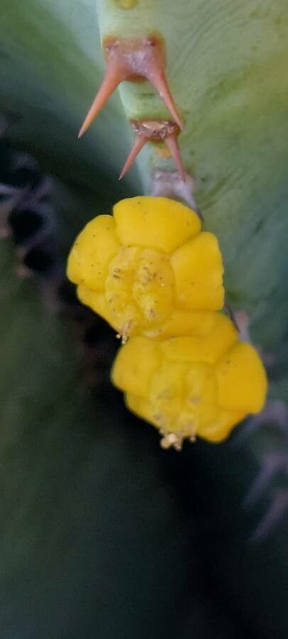 Euphorbia resinifera flower