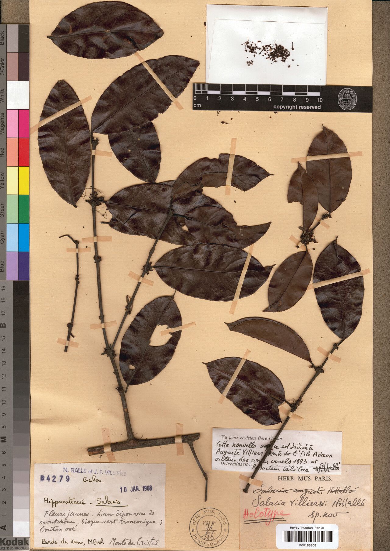 Salacia villiersii — houseplant care guide