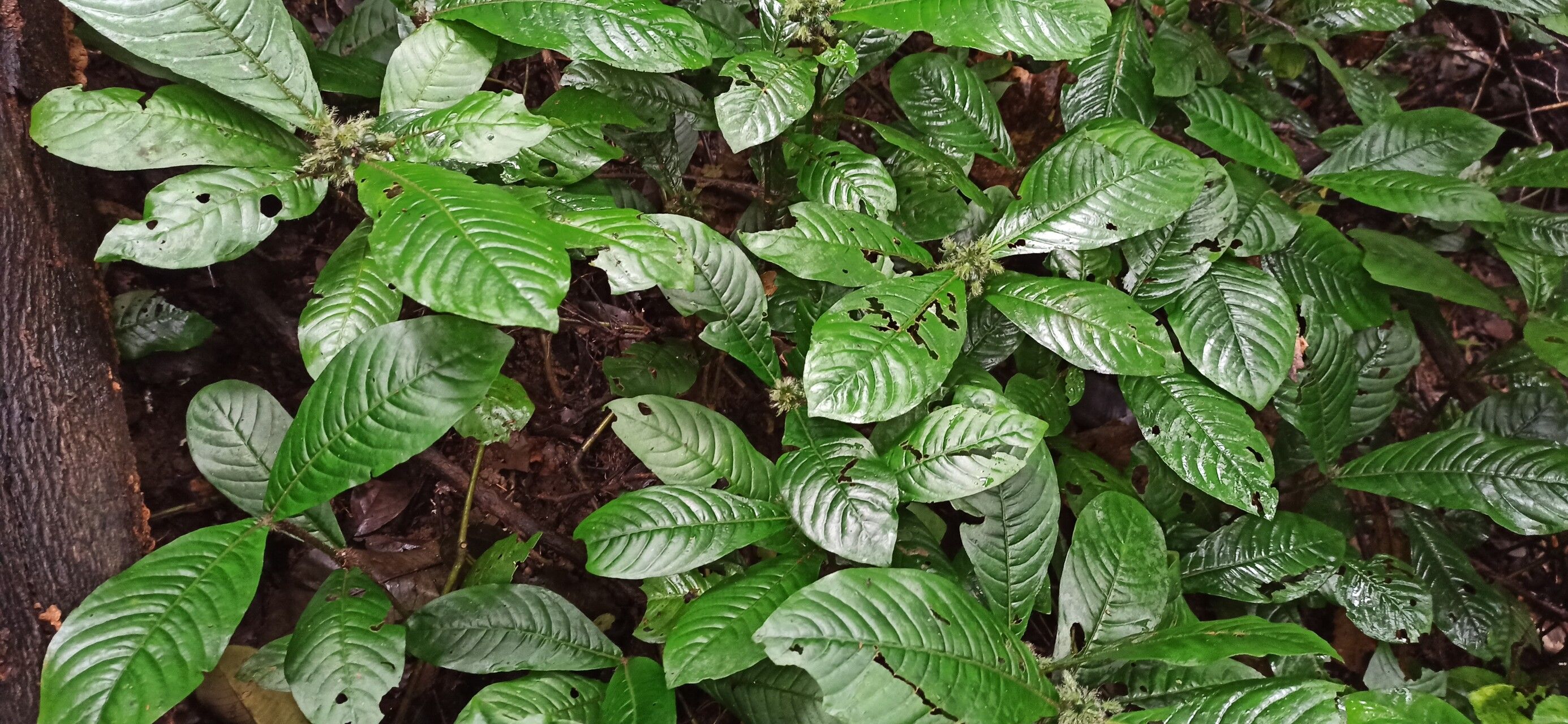 Psychotria hexamera — houseplant care guide