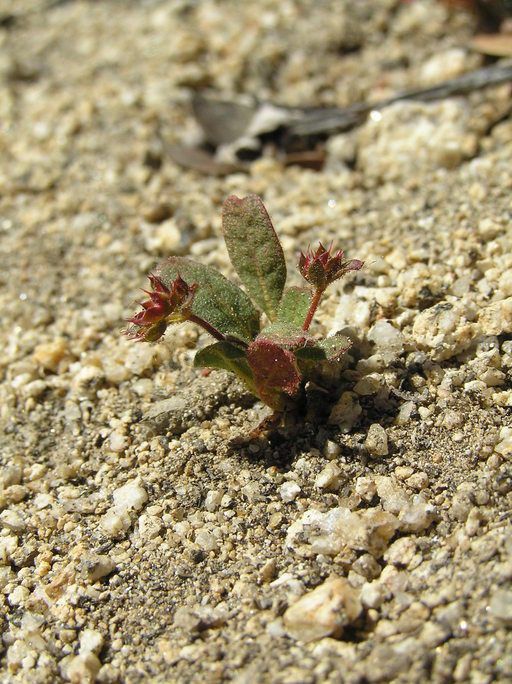 Sidotheca emarginata habit