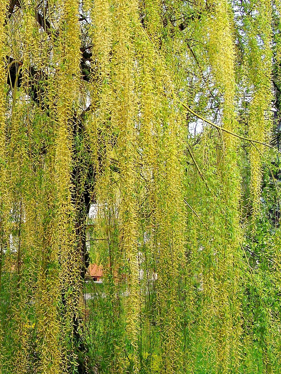 Salix x sepulcralis flower