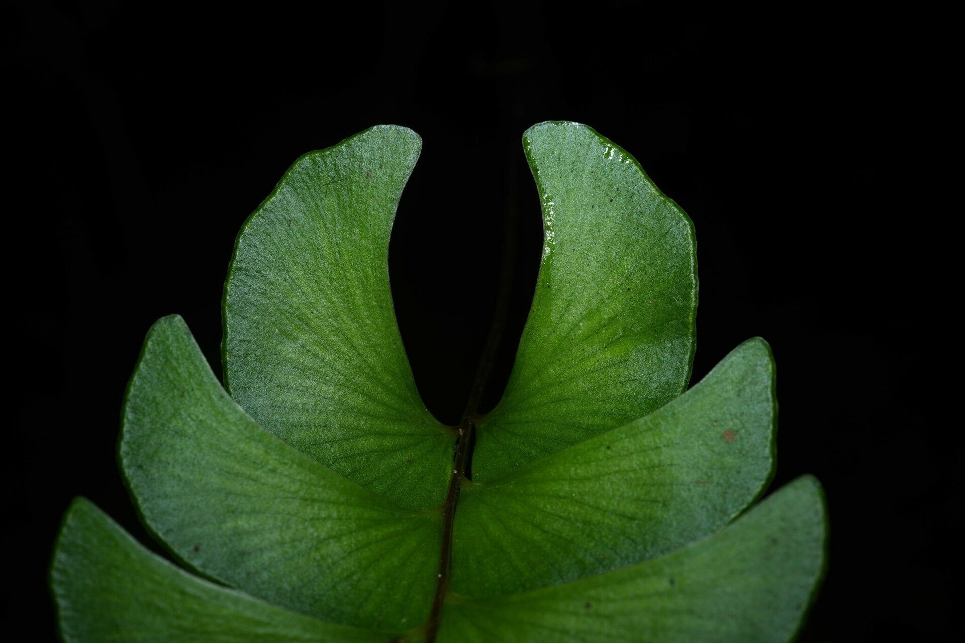 Lindsaea falcata fruit