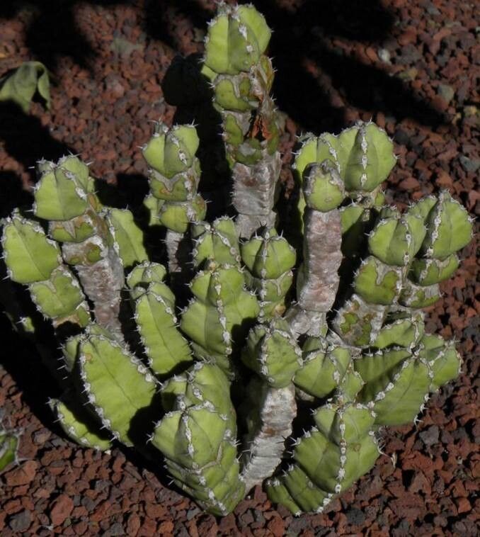 Euphorbia makallensis habit