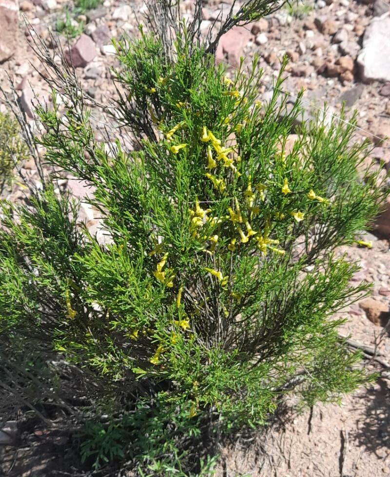 Fabiana punensis habit