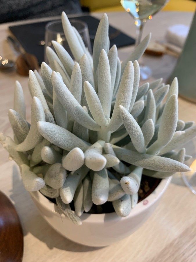 Senecio haworthii fruit