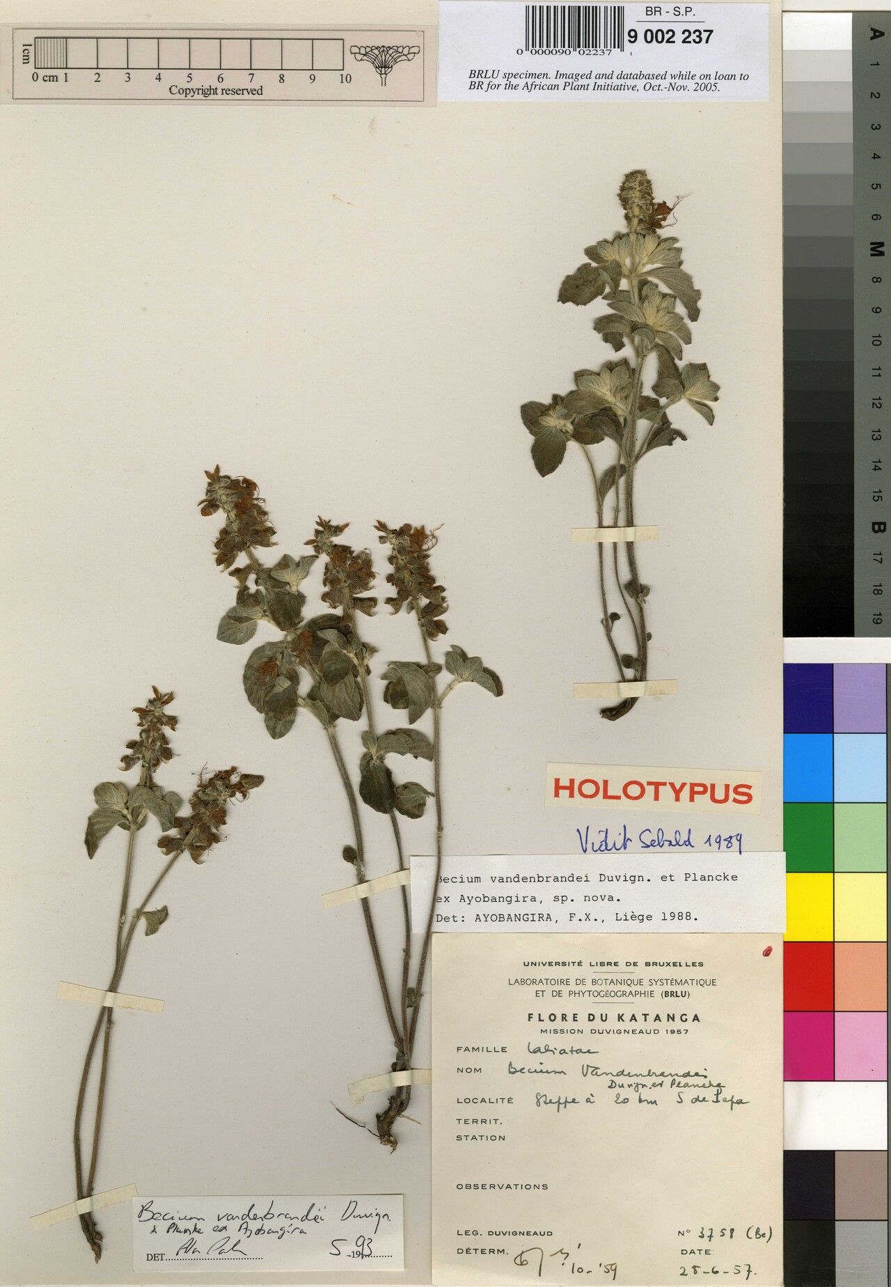 Ocimum vandenbrandei — search result for 'Ocimum'