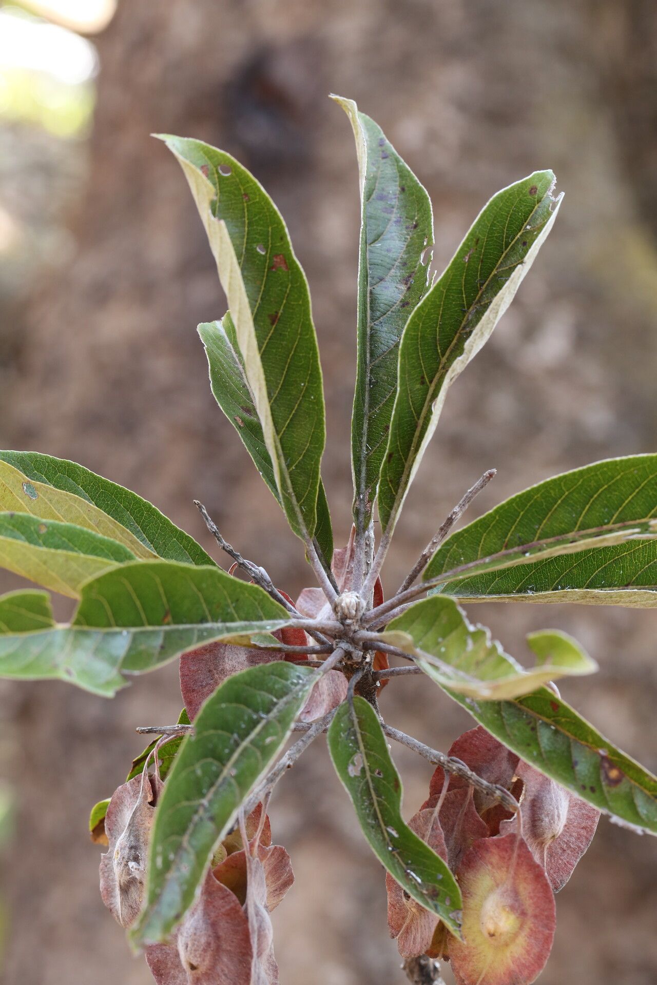 Terminalia stenostachya — search result for 'Terminalia'