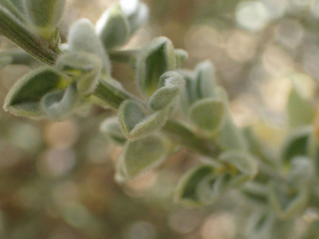 Genista benehoavensis leaf
