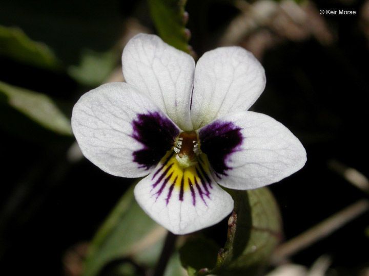 Viola cuneata flower