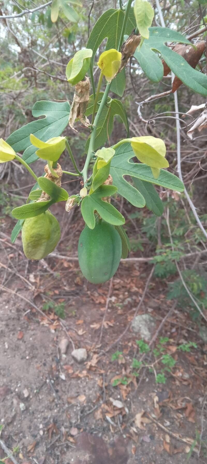 Passiflora setacea fruit