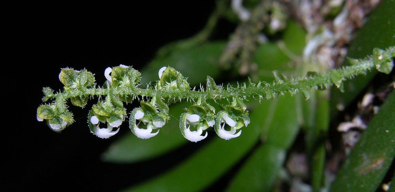 Ornithocephalus bicornis flower