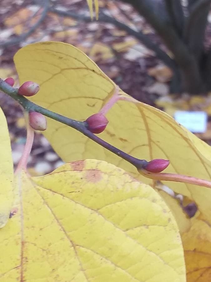 Lindera obtusiloba leaf