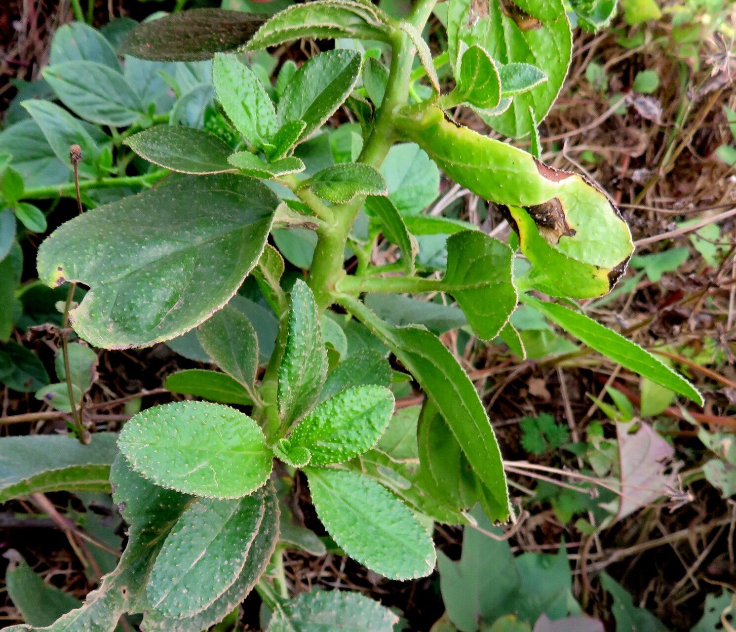Echium stenosiphon leaf