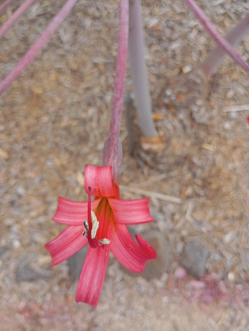 Brunsvigia josephinae flower