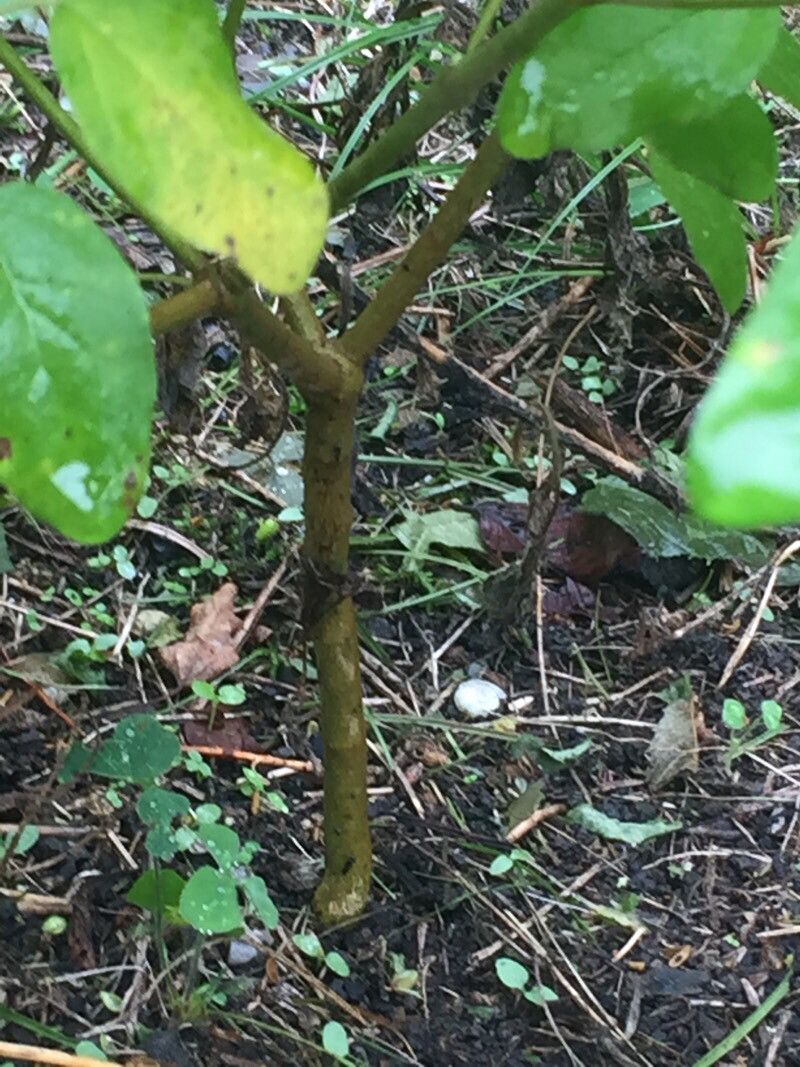 Croton monanthogynus bark
